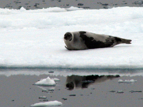 harp seal